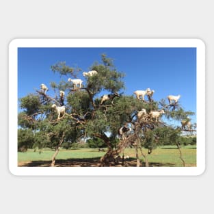 Goats in trees Magnet
